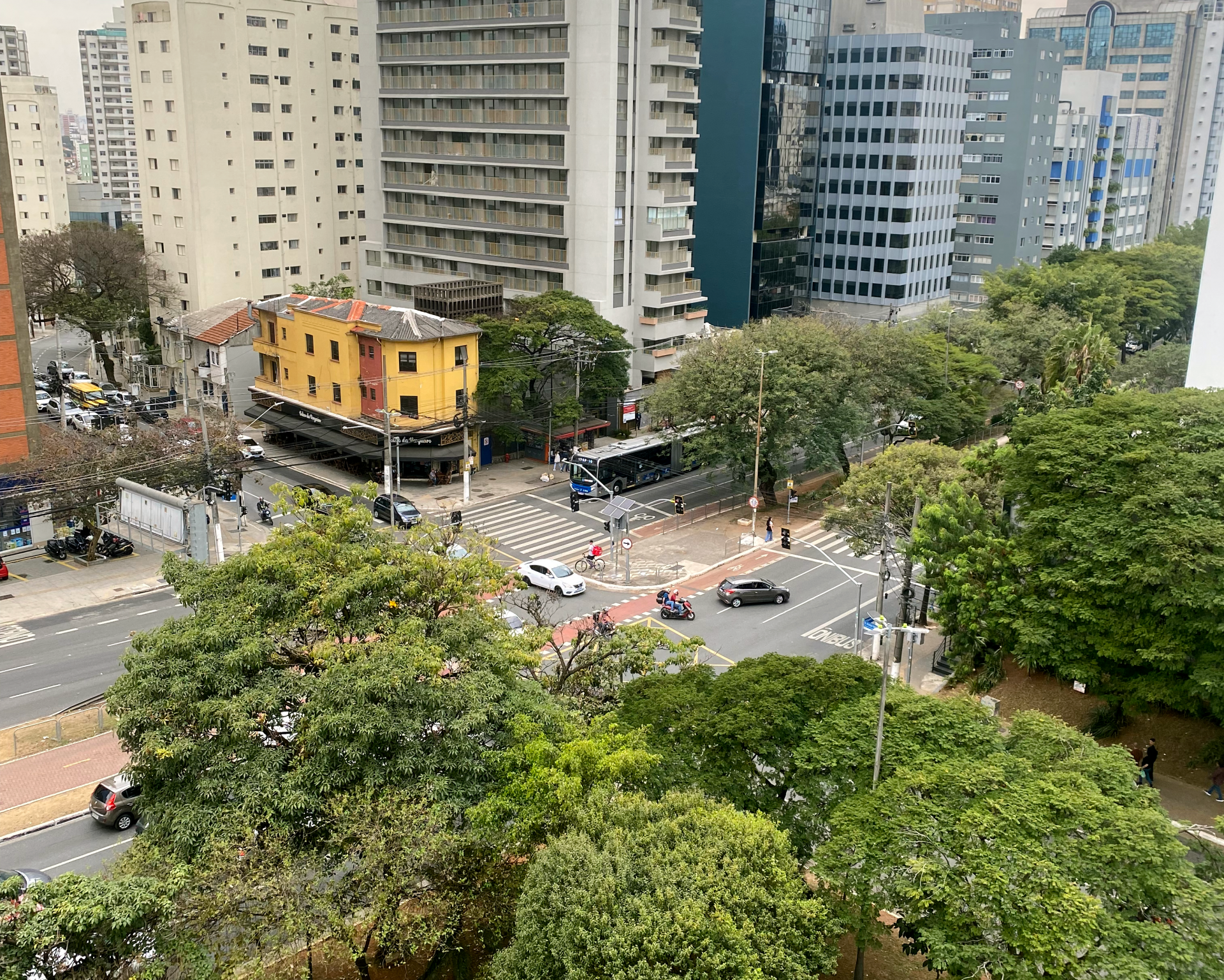 Tree canopy in Sao Paulo, Brasil.
